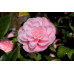 Alteya Organics - Økologisk Camellia